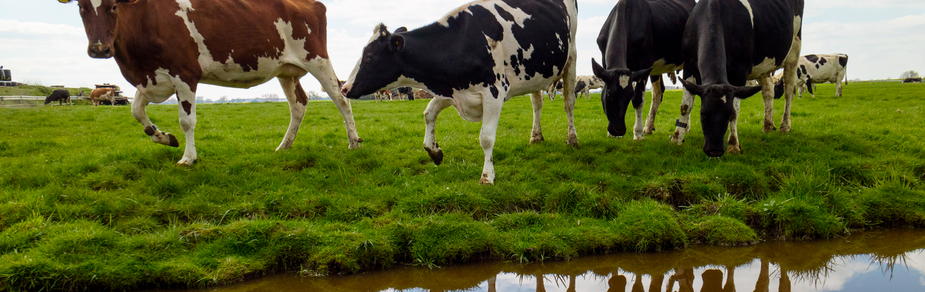 cows eating by grass